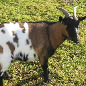 Maison d'hôtes Le Paradis Des Animaux, Coublevie